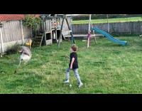 Kid Chases after Ostrich with its Boot