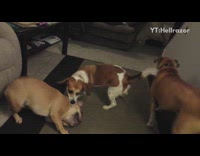 Two brown dog play fight living room