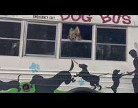 Guy sees dogs riding white school bus 