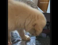 Golden retriever puppy walks around bed laptop 
