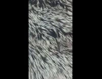 Close up fur on mouth of pug