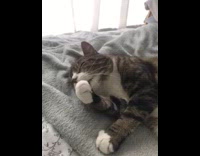 Woman ranting about her cat wont stop grooming itself 