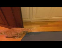 Collab DailyDoseOfInternet - Orange cat sits inside drawers then jumps 