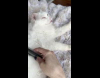 Two pet cats with their tongue out