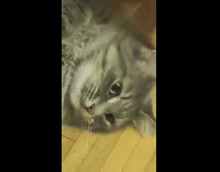 Grey striped cat yawns 