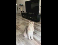 Brown cat stands hind legs pops bubbles 