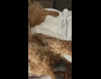 Dog furry body freeze legs position bed