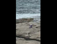 Collab Kook Of The Day - Lady pink shoes toilet paper beach rocks