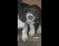 Black white puppy smile show teeth house