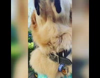 dog in blue button up shirt