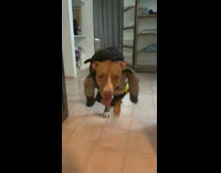 Large brown dog wears batman costume muscles 