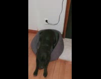 Black dog excited for walk taps paws