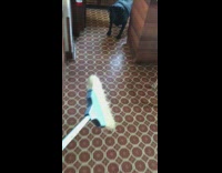 Black dog get excited with broom sweeper