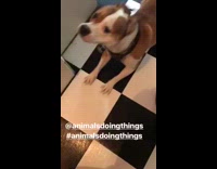 brown dog moving legs rapidly when owner does