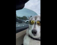Man drive convertible with dog wear sunglasses