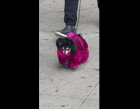 Small black dog pink fur sweater guy
