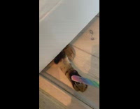 Pet cat paws and nails filed by a nail file