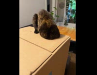 Cat stick head inside hole of box