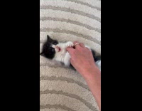 Kitten lie down gets tickled by owner