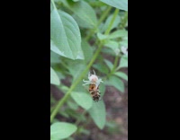 Crab spider baby on back hang from leaf part 2