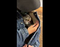 Grey cat inside of jean jacket