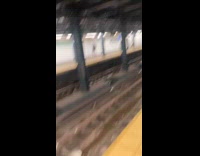 Raccoon climb on ceiling in subway station