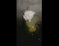 Collab DailyDoseOfInternet - Snail lay eggs slowly slide on body