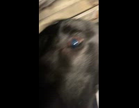 Dog whining at hooman wants to go to bed