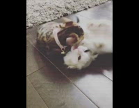 Two kittens play around on wood floor 