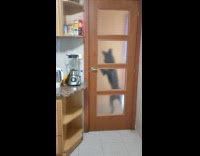 Dog stands and opens closed kitchen door