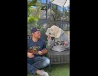 Grey sweater dog plays instrument ukulele backyard 