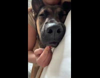 Woman moves dogs mouth to princess where are you audio