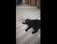 Black cat playing tug of war with pink rope string