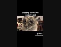 Woman fake sneeze close to gray cat explosion