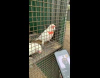 Birds bop heads to 50 cent song from phone