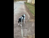Collab BitchMP - Dog walks sideways but runs normally