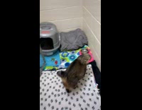 Mom cat reacting to cage set up 