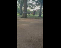 Guy spins around 2 lightsabers at park 