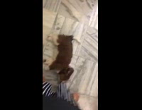 Puppy dog bites black white striped pants  