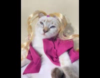 Cat wearing blonde wig and pink coat 