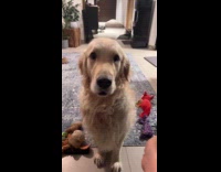 Dog mouth chatters and bites arm of guy