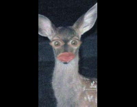 Woman look like deer in headlights tiktok