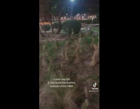 Friends braid bushes that look like hair 