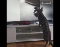 Grey cat stands watches dog video television 