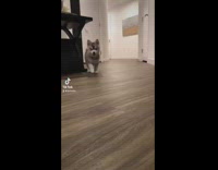 Collab Kale Salad IG -  Small puppy humps stuffed animal toy