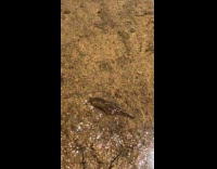 Submitter shows strange looking jelly found in lake 