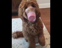 brown dog holds cup full of red smoothie on nose while eating it 