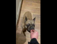 Human picks nothing from the table and pet dog eat it