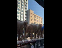 Collab winy - Huge wooden elephant statues carried by trucks