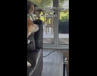 Dog jump from couch and lands wrong 